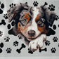 Pets 12